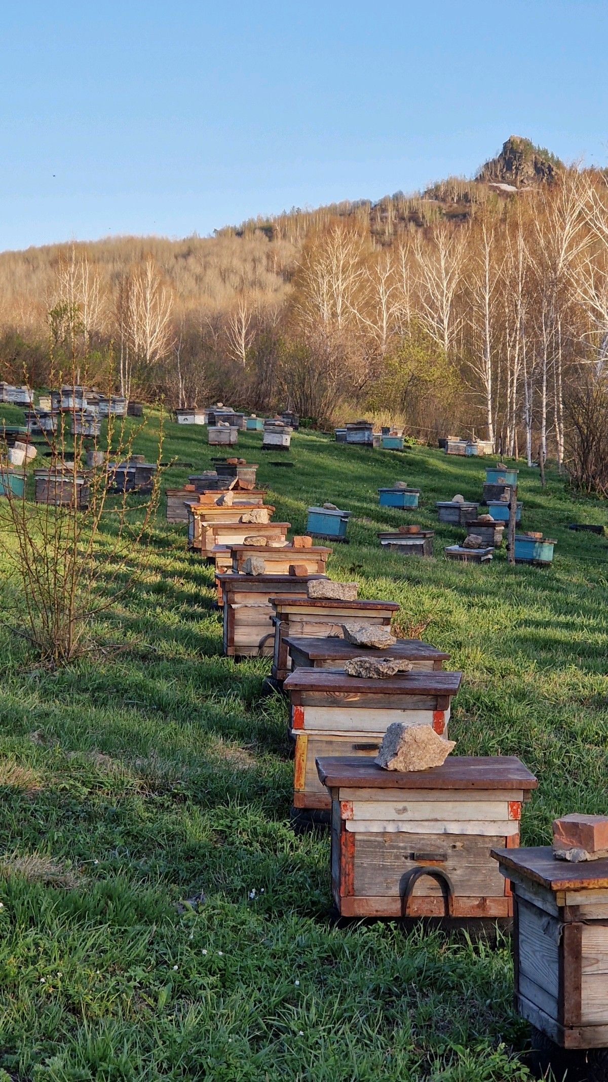 Beehives in a flowering landscape